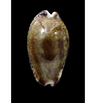 nigropunctata 31,2mm