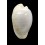 fuscodentata grohorum 38,0mm