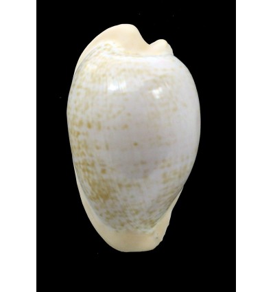 fuscodentata grohorum 38,0mm