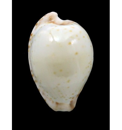 algoensis 27,3mm