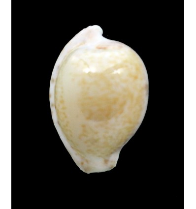 algoensis permarginata 26,5mm