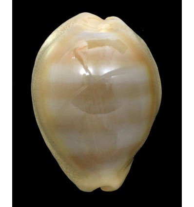 sulcidentata 44,1mm