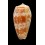 bullatus pongo 59,1mm