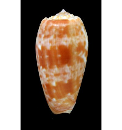 bullatus pongo 59,1mm