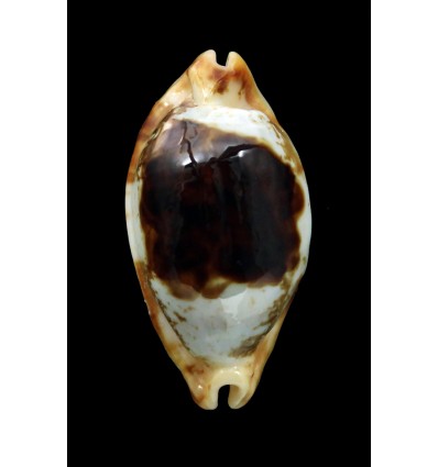 stolida crossei 37,4mm