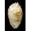 marginata consueta 67,0mm BIG