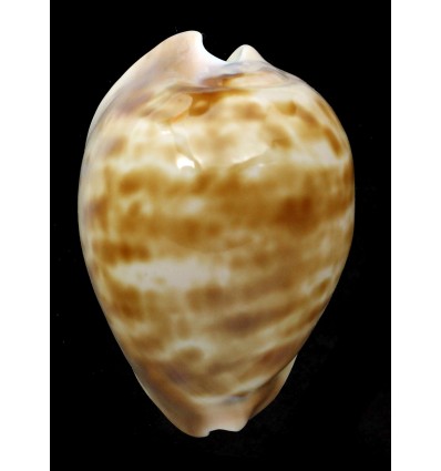 venusta roseopunctata 65,7mm