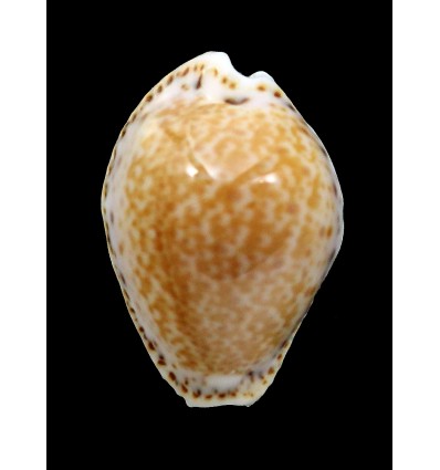 acicularis 25,7mm