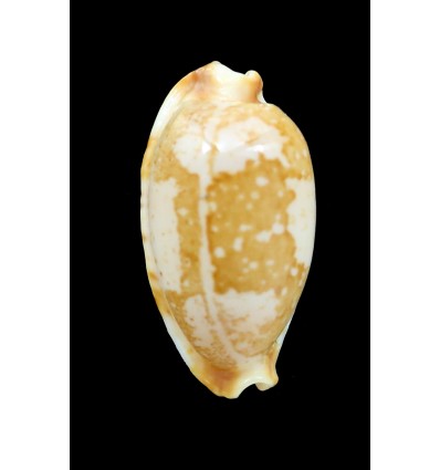 stolida kwajalensis 29,0mm