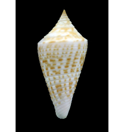 conus SP 33,5mm