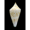 conus SP 33,5mm