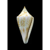 conus SP 33,5mm