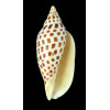 junonia johnstonae 127,2mm SPLENDID