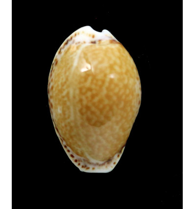 acicularis 27,0mm BIG