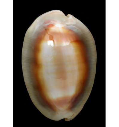 ventriculus 57,5mm