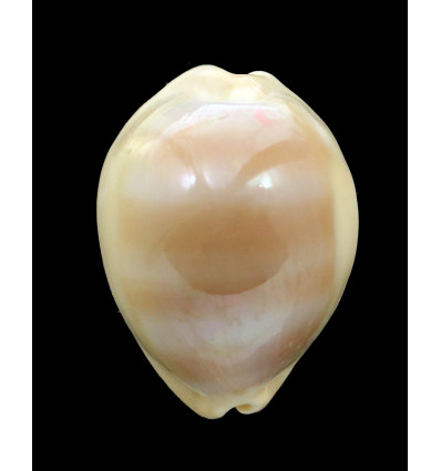 sulcidentata 38,8mm