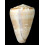 venulatus 62,6mm BIG