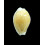 cernica ogasawarensis 17,7mm
