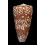 nobilis skinneri 54,4mm