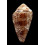 dalli 64,3mm BIG
