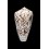 pennaceus bazarutensis 52,1mm