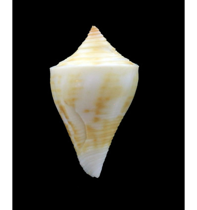 gibsonsmithorum 25,1mm RARE