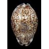 histrio 74,7mm BIG SEYCHELLES