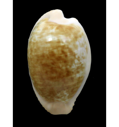 fusdcodentata 37,0mm BIG