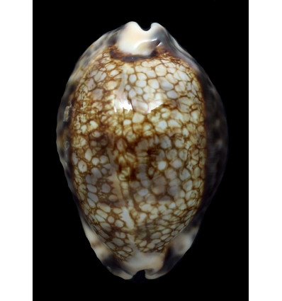 histrio westralis 61,3mm