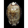 histrio westralis 61,3mm