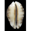 histrio westralis 61,3mm