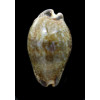 nigropunctata 34,8mm BIG