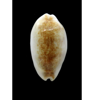 pallidula rhinoceros 25,1mm