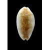 pallidula rhinoceros 25,1mm