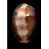 ventriculus 55,3mm DARK