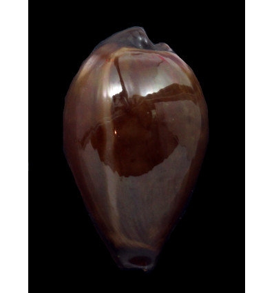 onyx adusta 52,1mm BIG