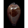 onyx adusta 52,1mm BIG