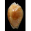 guttata surinensis 56,2mm