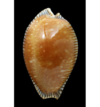 guttata surinensis 56,2mm