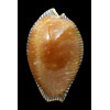 guttata surinensis 56,2mm