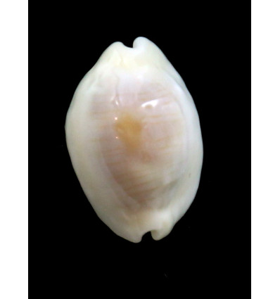 clandestina19,3mm ROSTRATE