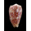 adamsonii 35,4mm TUAMOTU