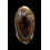 listeri 26,6mm ROSTRATE