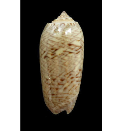 scripta caribaensis 37,8mm