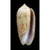 scripta caribaensis 37,8mm