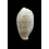 luchuana 21,7mm UNCOMMON
