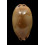 pulchra 49,4mm RUSTY