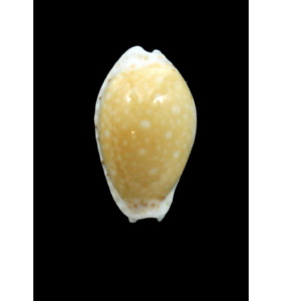 cernica ogasawariensis 17,7mm