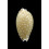 cumingi cleopatra 22,1mm BIG