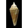 conus SP 52,0mm